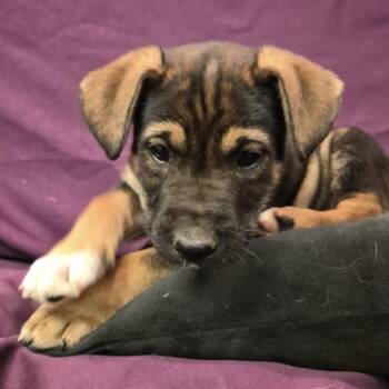 Jessie -  Labrador Retriever and Shepherd Dog for Adoption in Sandy Hook, Manitoba - Jessie | PetCurious