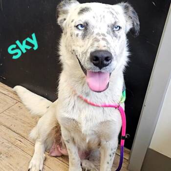 Australian Shepherd Dogs Available for Adoption in Rockville, Maryland - Skye | PetCurious