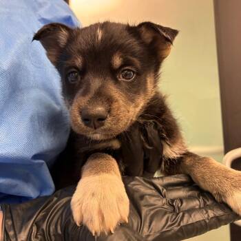 Coral -  Catahoula Leopard Dog and Husky Dog for Adoption in Abilene, Texas - Coral | PetCurious