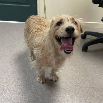 Opie -  Terrier Dog for Adoption in Pasadena, California - Opie | PetCurious