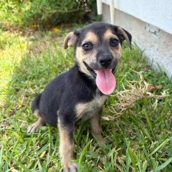 ELSIE -  Terrier Dog for Adoption in Waterford, New Jersey - ELSIE | PetCurious