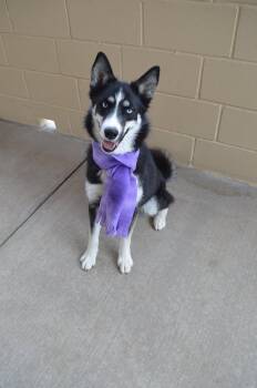 Husky Dogs Available for Adoption - Rosalie | PetCurious