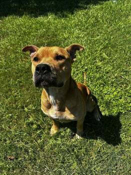 REDD -  Staffordshire Bull Terrier Dog for Adoption in Grovetown, Georgia - REDD | PetCurious