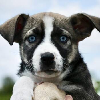 Husky Dogs Available for Adoption in Frederick, Maryland - Vance-Available! Www.LHAR.dog To Apply! | PetCurious