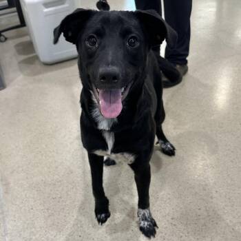 Scarlet (ID 52707) -  Australian Cattle Dog Blue Heeler Dog for Adoption in Manassas, Virginia - Scarlet (ID 52707) | PetCurious