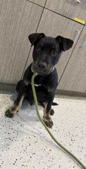 Rottweiler and Mixed Breed Dogs Available for Adoption in Forney, Texas - SKIP | PetCurious