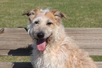 Indy -  Mixed Breed Dog Available for Adoption in Ionia, Michigan - Indy | PetCurious