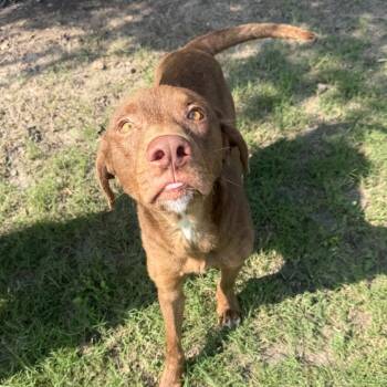 Rusty -  Terrier and Mixed Breed Dog for Adoption in Corpus Christi, Texas - Rusty | PetCurious