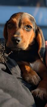 Brennan -  Beagle Dog for Adoption in Tulsa, Oklahoma - Brennan | PetCurious