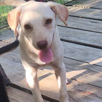 MARLEY -  Terrier and Retriever Dog for Adoption in Chicopee, Massachusetts - MARLEY | PetCurious