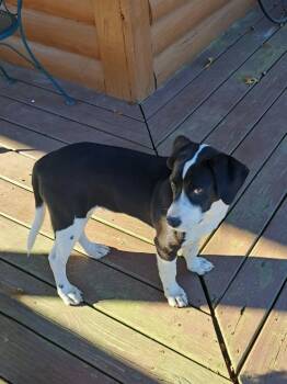 Rescue Border Collie and Labrador Retriever Dogs for Adoption in Fayetteville, Tennessee - Chester | PetCurious