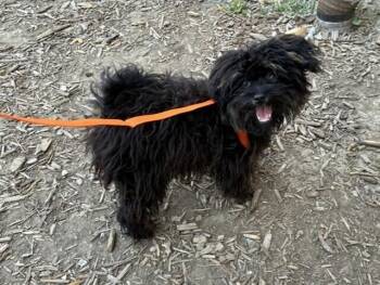 Countess Cobweb Chatterbox -  Poodle and Maltese Dog for Adoption in Pacifica, California - Countess Cobweb Chatterbox | PetCurious