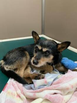 Terrier and Mixed Breed Dogs Available for Adoption in Honolulu, Hawaii - Lady | PetCurious