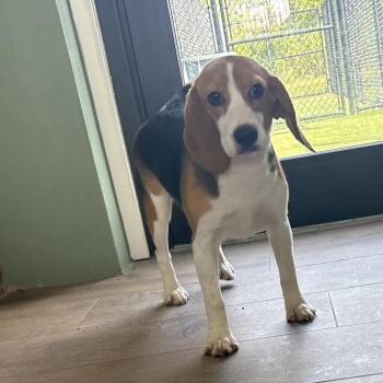 LA6 0896 -  Beagle Dog for Adoption in Loxahatchee Groves, Florida - LA6 0896 | PetCurious