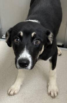 Vanessa -  Shepherd Dog for Adoption in Little Rock, Arkansas - Vanessa | PetCurious