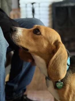 Ridglan Beagles -  Beagle Dog for Adoption in Minneapolis, Minnesota - Ridglan Beagles | PetCurious