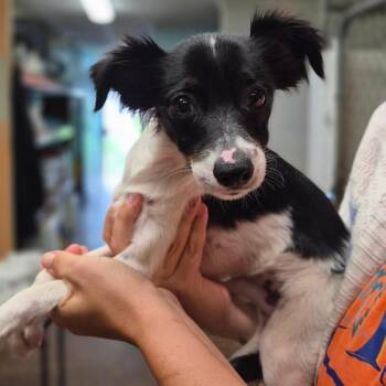 Bear -  Chihuahua Dog for Adoption in Wahiawa, Hawaii - Bear | PetCurious