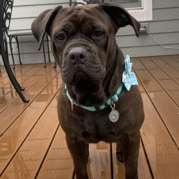 Mixed Breed Dogs Available for Adoption in Oak Brook, Illinois - Bluebell | PetCurious