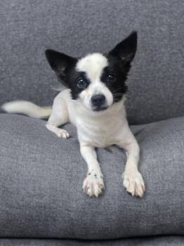 Oreocho -  Chihuahua Dog Available for Adoption in Sumter, South Carolina - Oreocho | PetCurious