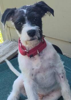 Jack Russell Terrier Dogs Available for Adoption in Boston, Massachusetts - Rascal | PetCurious