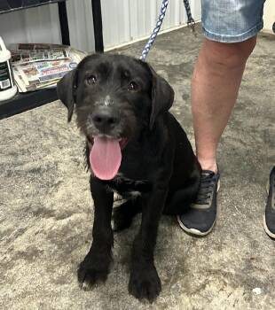 Ruby -  Labradoodle Dog for Adoption in Scottsburg, Indiana - Ruby | PetCurious