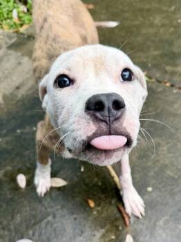 Stuart -  Terrier and Mixed Breed Dog for Adoption in Kansas City, Missouri - Stuart | PetCurious