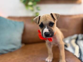 Pit Bull Terrier and Labrador Retriever Dogs Available for Adoption - Jerry Joy | PetCurious