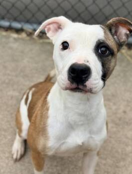 Pit Bull Terrier Dogs Available for Adoption in Chicago, Illinois - Iga | PetCurious