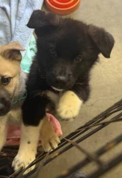26-03 Draco -  Husky and Border Collie Dog for Adoption in St. Helens, Oregon - 26-03 Draco | PetCurious