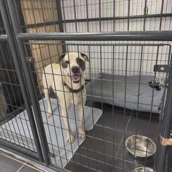 Kano -  Australian Cattle Dog Blue Heeler Dog Available for Adoption in Gordonsville, Tennessee - Kano | PetCurious