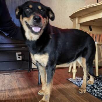 Mixed Breed Dogs Available for Adoption in Little Rock, Arkansas - Xena | PetCurious
