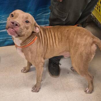 Red2 -  Mixed Breed Dog for Adoption in Lake Panasoffkee, Florida - Red2 | PetCurious