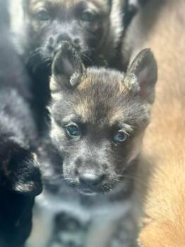 Husky Dogs Available for Adoption - Harmoney | PetCurious