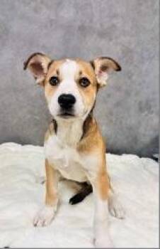 Mocha Frappe~FOSTER or FOSTER TO ADOPT NEEDED~ -  Terrier Dog for Adoption in Minneapolis, Minnesota - Mocha Frappe~FOSTER Or FOSTER TO ADOPT NEEDED~ | PetCurious
