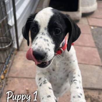 Pointer and Australian Cattle Dog Blue Heeler Dogs Available for Adoption - Obie | PetCurious