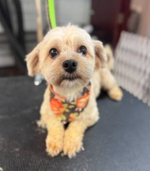 Rescue Yorkshire Terrier Dogs for Adoption in West Falls, New York - Baylee | PetCurious