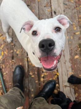 Boo -  Labrador Retriever Dog for Adoption in Austin, Texas - Boo | PetCurious