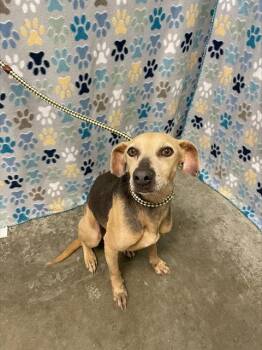 Beagle and Labrador Retriever Dogs Available for Adoption in Rosenberg, Texas - COOPER | PetCurious