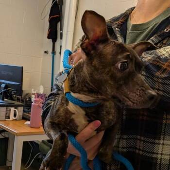 Guppy -  Mixed Breed Dog for Adoption in Fairport, New York - Guppy | PetCurious