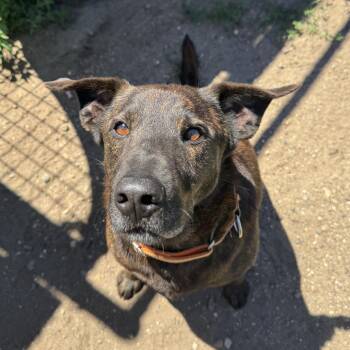 Axel -  Dutch Shepherd and Mixed Breed Dog for Adoption in Wadena, Minnesota - Axel | PetCurious