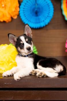 805-26 -  Husky and Great Pyrenees Dog for Adoption in Brighton, Colorado - 805-26 | PetCurious