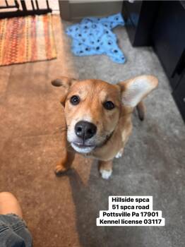 Reese -  Shiba Inu and Beagle Dog Available for Adoption in Pottsville, Pennsylvania - Reese | PetCurious