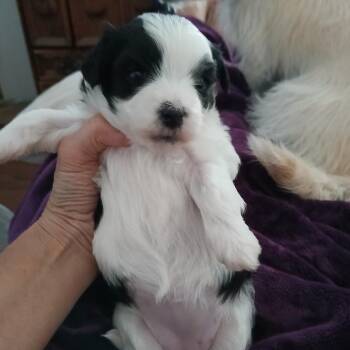 Maltese and Poodle Dogs Available for Adoption - Fina | PetCurious