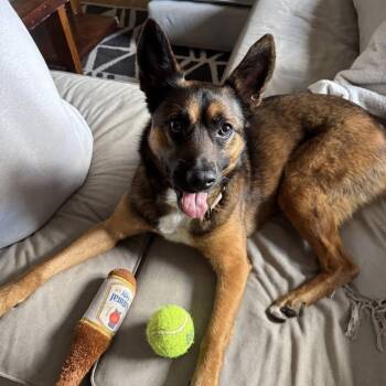 Belgian Shepherd Malinois and Cattle Dog Dogs Available for Adoption in Harrisonburg, Virginia - Drake | PetCurious