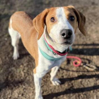 Foxhound Dogs Available for Adoption in Gloucester, Virginia - Flash (Deacon) | PetCurious