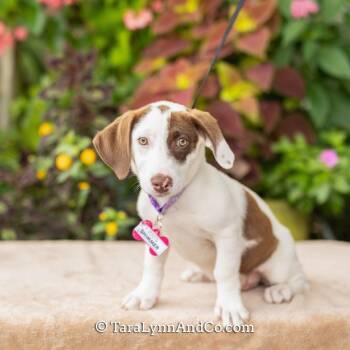 Shimmer -  Hound Dog for Adoption in Wake Forest, North Carolina - Shimmer | PetCurious