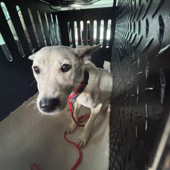 Emily -  Shepherd Dog for Adoption in Montgomery, Alabama - Emily | PetCurious