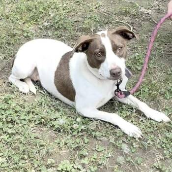 Rescue Jack Russell Terrier and Terrier Dogs for Adoption in Longview, Texas - Isabella | PetCurious