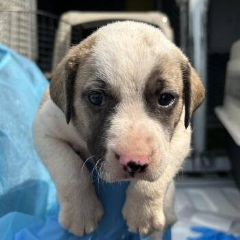 Bowtie -  Mixed Breed Dog for Adoption in Galveston, Texas - Bowtie | PetCurious