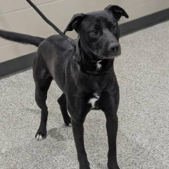 Angus -  Black Labrador Retriever and Mixed Breed Dog for Adoption in Smithville, Tennessee - Angus | PetCurious